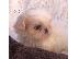 PoulaTo: Shih Tzu